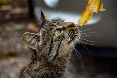 Close-up of a cat looking away