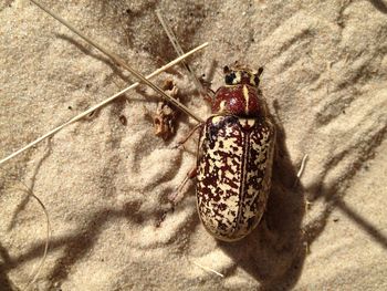 High angle view of insect