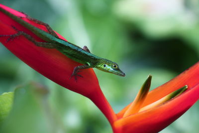 Close-up of red flower