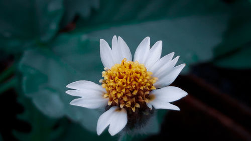 Close-up of white daisy flower