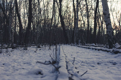 Bare trees in forest during winter