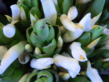 Full frame shot of white flowering plants