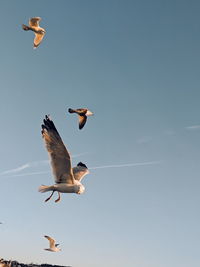 Low angle view of seagulls flying in sky