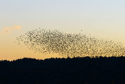 Silhouette birds flying against sky during sunset