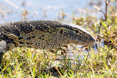 Close-up of a turtle on field