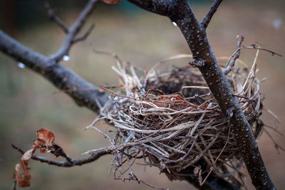 Close-up of bird nest on branch