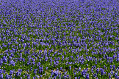 Full frame shot of flowering plants on field