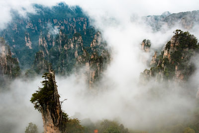 High angle view of trees on mountain