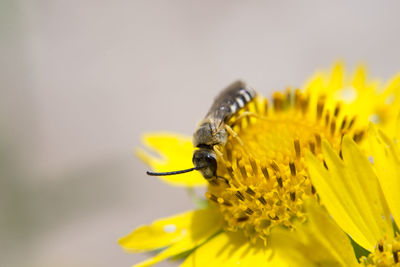 Close-up of bee pollinating on yellow flower