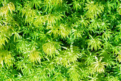 Full frame shot of fresh green plants