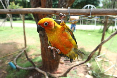 Close-up of parrot perching on tree