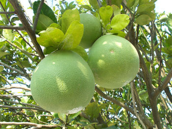 Low angle view of fruits on tree