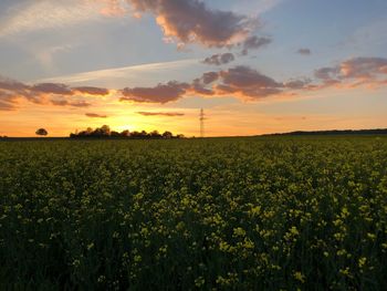 Scenic view of field against sky during sunset