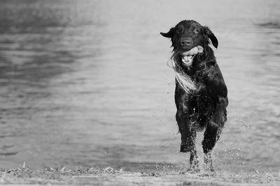 Dog playing on wet beach