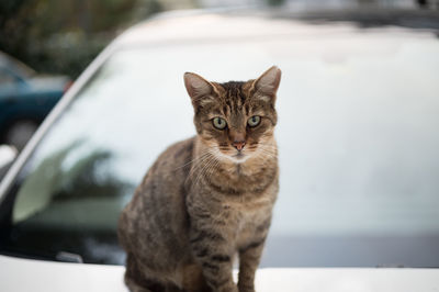 Portrait of cat sitting on car