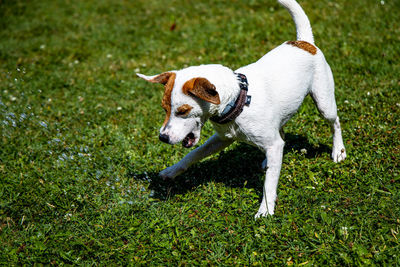 Dog running on field