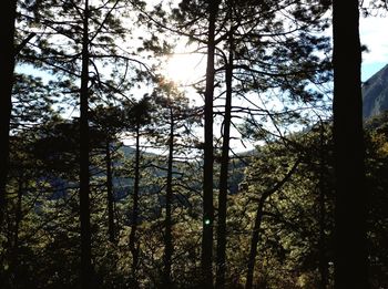 Trees in forest