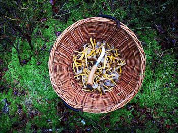 High angle view of mushrooms in basket on field