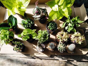 High angle view of potted plants on table