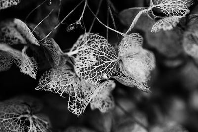 Close-up of dried leaves on frozen plant