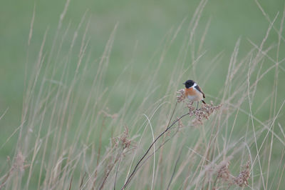 Close-up of bird perching on field