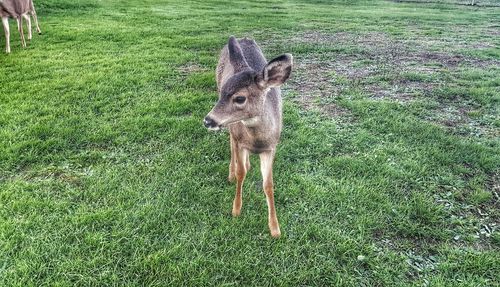 Animal grazing on grassy field