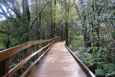 Footbridge amidst trees in forest