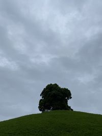 Low angle view of trees on field against sky