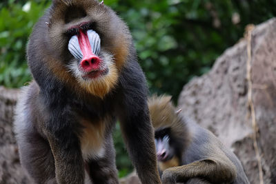 Monkeys in forest