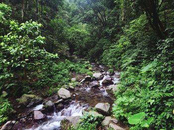 Scenic view of waterfall in forest