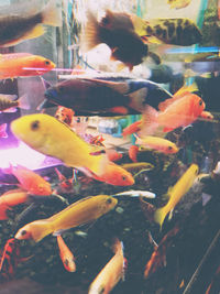 Close-up of koi fish in water