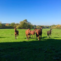 Horses in green and blue