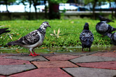 Rear view of pigeons on footpath