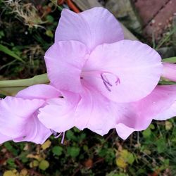 Close-up of flower blooming outdoors