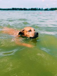 Dog swimming in a lake