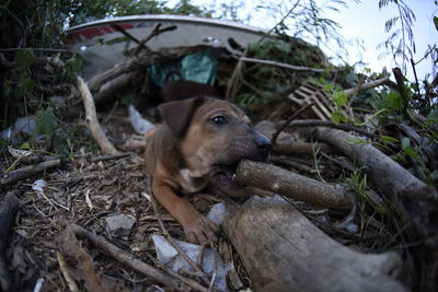 View of a dog on dirt road
