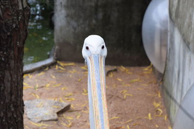 Close-up of bird