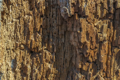 Full frame shot of wood