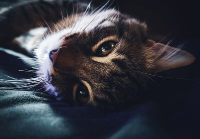Close-up of a cat