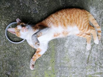 Directly above view of stray ginger cat lying on concrete