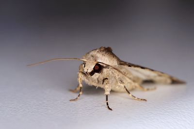 Close-up of moth on floor
