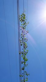 Low angle view of creeper plants on power lines against sky