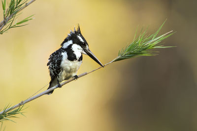 Close-up of bird perching on branch