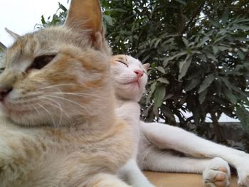 Close-up of cat sitting outdoors