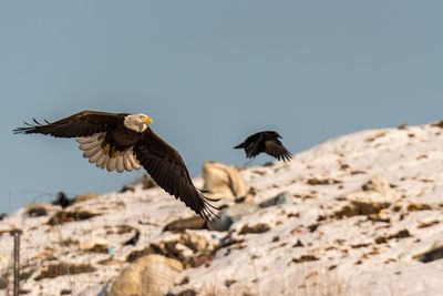 Low angle view of eagle flying against clear sky