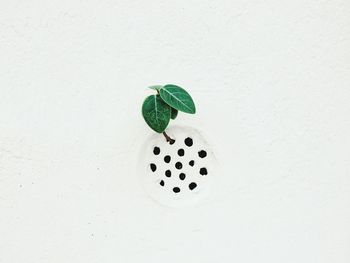 Young tree growth on white wall