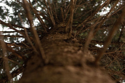 Low angle view of trees in forest