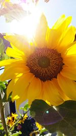 Close-up of sunflower