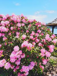 Close-up of pink flowering plant