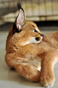 Close-up of a relaxed cat